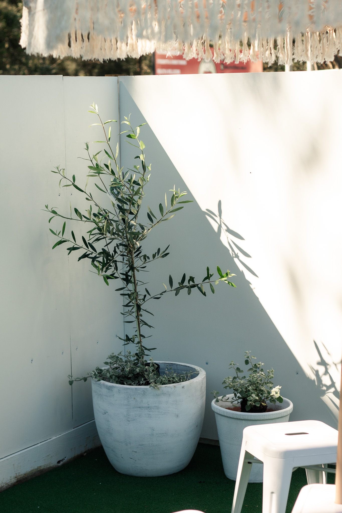 Olive tree and potted plants in the cafe courtyard